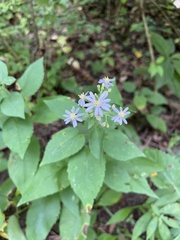 Symphyotrichum drummondii