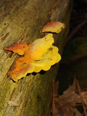 Laetiporus cincinnatus