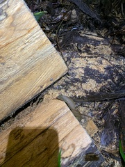 Pristimantis ventrimarmoratus