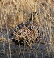 Pterocles bicinctus bicinctus
