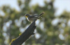 Setophaga coronata auduboni