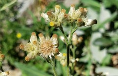 Pseudognaphalium thermale