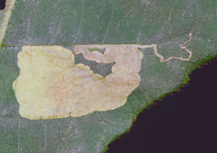 Ectoedemia trinotata