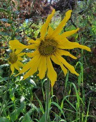Helianthella