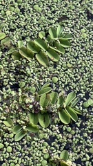 Salvinia natans