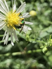 Augochlora pura