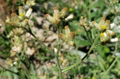 Pseudognaphalium thermale