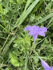 Ruellia nudiflora