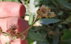 Pseudognaphalium thermale