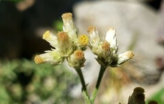 Pseudognaphalium thermale