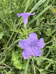 Ruellia nudiflora