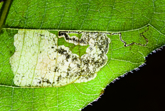 Ectoedemia trinotata