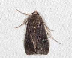 Helotropha reniformis