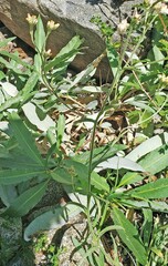 Pseudognaphalium thermale