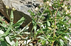 Pseudognaphalium thermale