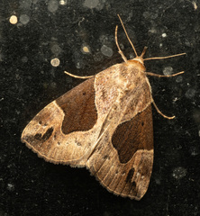 Hypena manalis
