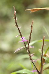 Hypoestes