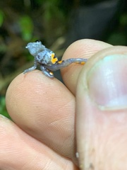 Pristimantis ventrimarmoratus