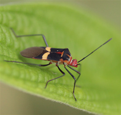 Hypselonotus interruptus