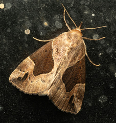 Hypena manalis