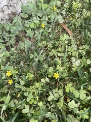 Oxalis californica