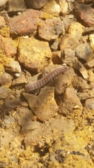 Pseudopolydesmus pinetorum