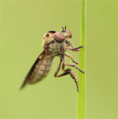 Holcocephala