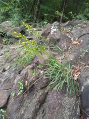 Solidago plumosa