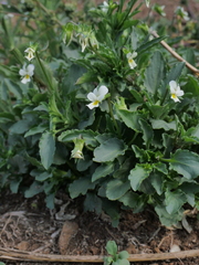 Viola arvensis