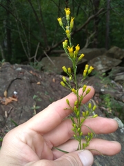 Solidago plumosa