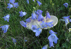 Campanula tridentata