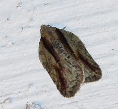 Acleris youngana