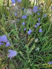 Campanula rotundifolia