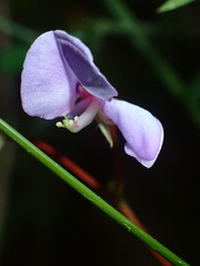 Desmodium rotundifolium