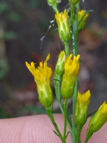 Image of Solidago plumosa by (c) Scott Ward, some rights reserved (CC BY)