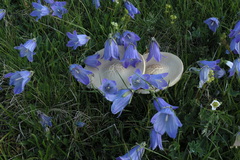 Campanula tridentata