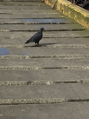 Columba livia domestica