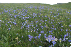 Campanula tridentata