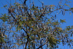 Anadenanthera colubrina cebil