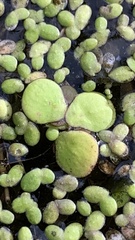 Spirodela polyrhiza