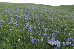 Campanula tridentata