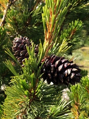 Pinus