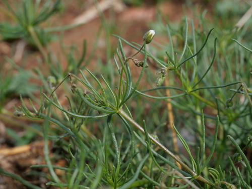 Spergula arvensis iNat (3)