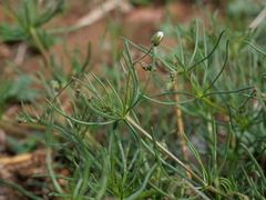 Spergula arvensis