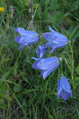 Campanula tridentata