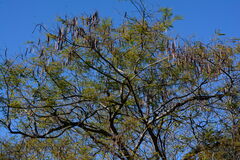 Anadenanthera colubrina cebil