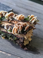 Gloeoporus dichrous