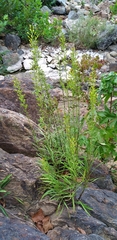 Solidago plumosa