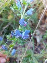 Echium vulgare