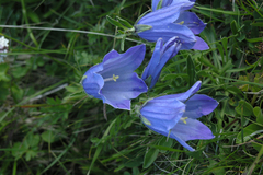 Campanula tridentata